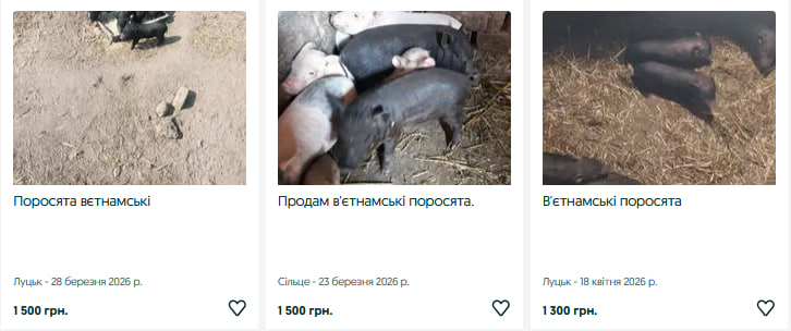 Ціна зросла: скільки коштують поросята на Волині