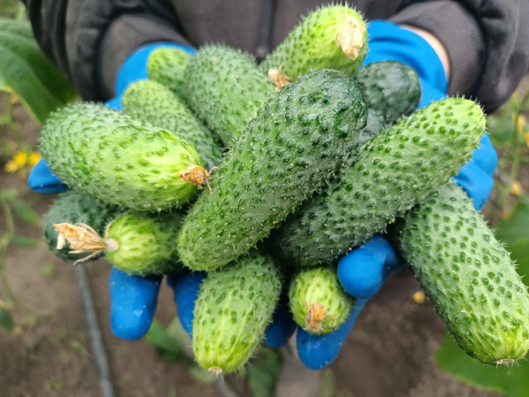 У селі на Волині родина вирощує огірки вже понад два десятиліття