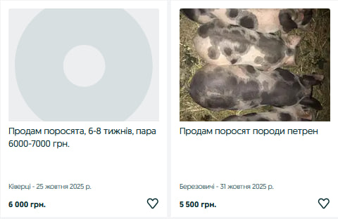 На Волині зросли ціни на поросят: скільки коштують тепер та від чого залежить вартість?