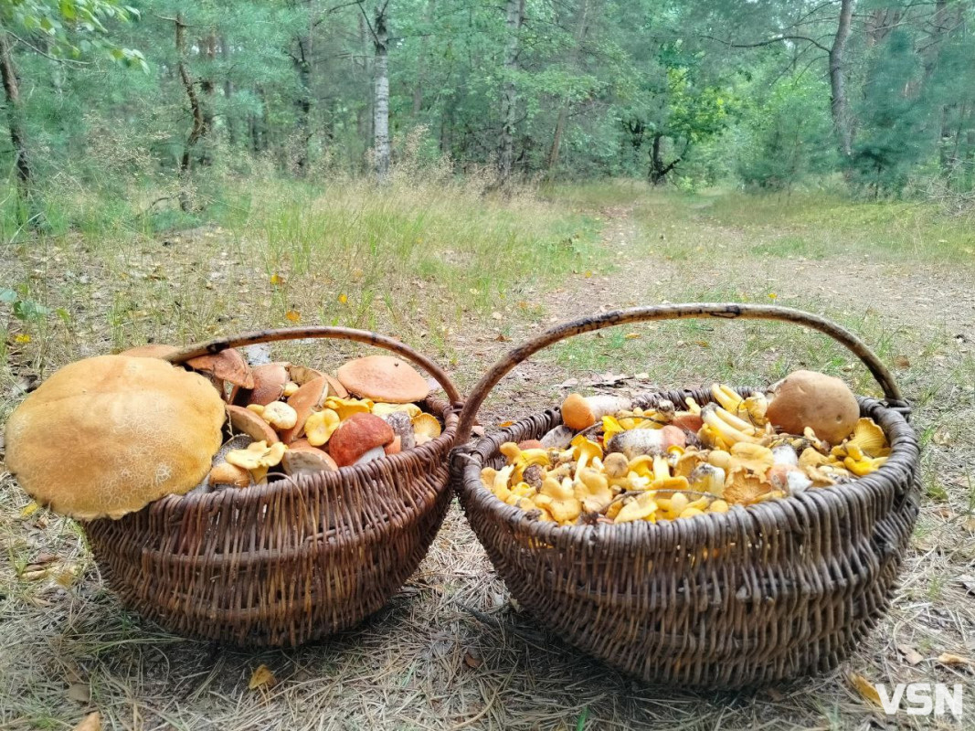 Пішли красноголовці: які гриби збирають у серпні на Волині