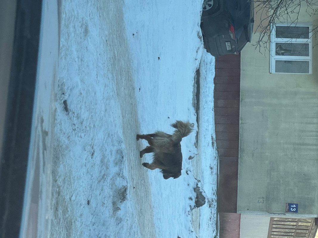 У Луцьку зграя собак покусала дитину, - соцмережі