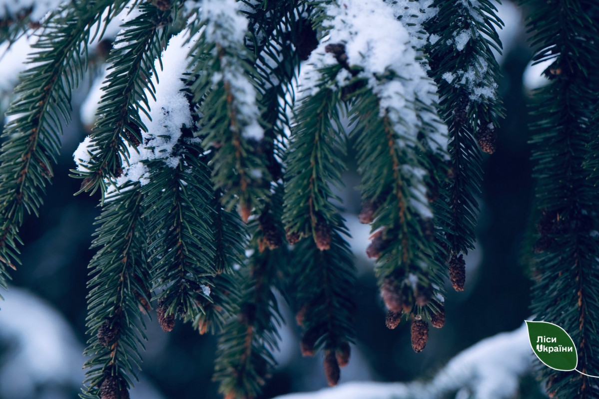 На Волині проводять масштабний збір шишок, що з ними роблять після заготівлі