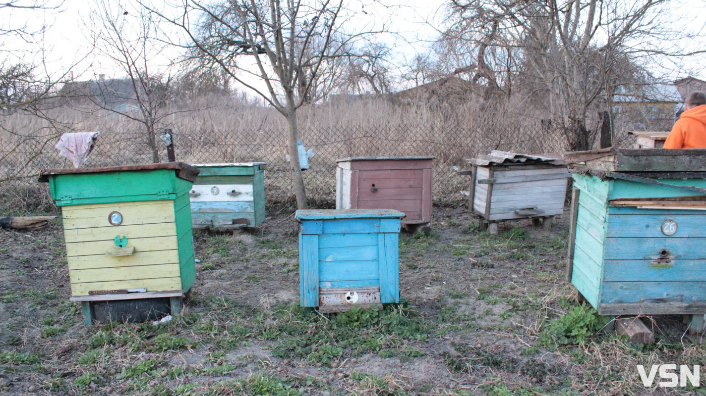 «Бджоли вмирають першими»: як стан пасік на Волині сигналізує про небезпеку для людей