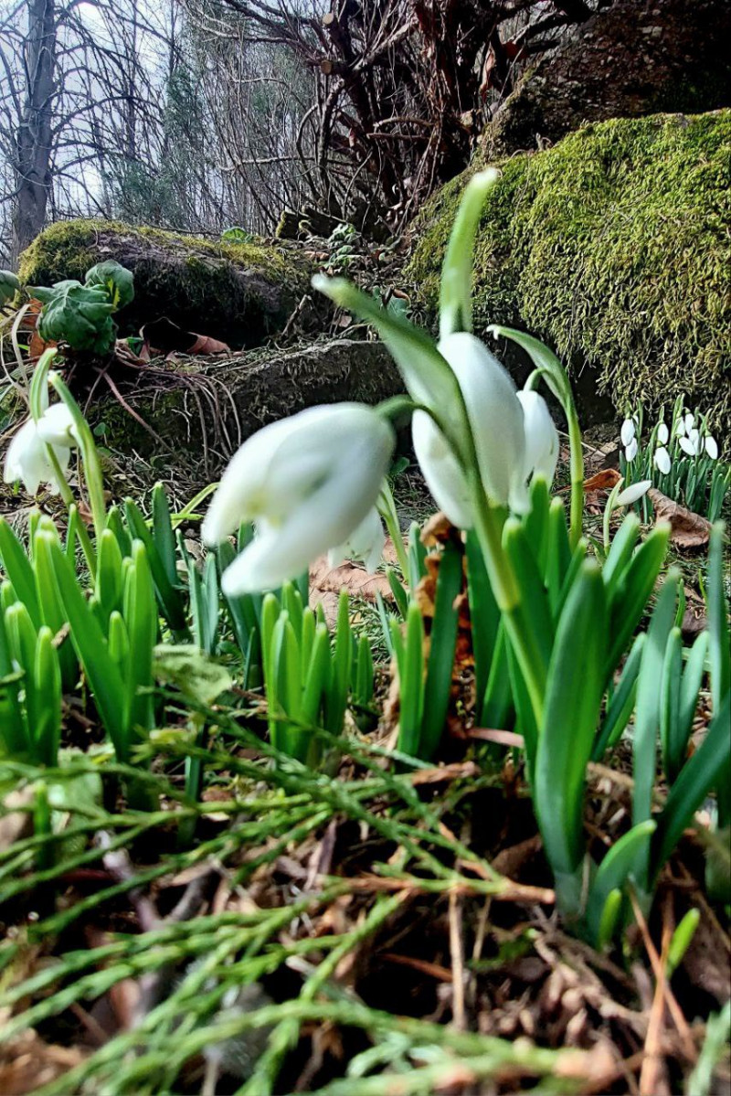 Весна йде: на заході України помітили справжнє диво природи. Фото