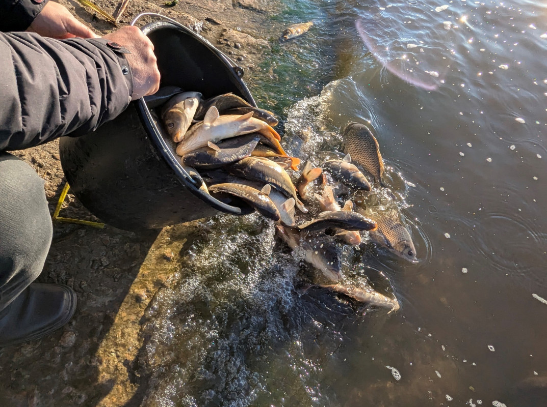 На Волині у водосховище випустили пів тонни коропа та білого амура