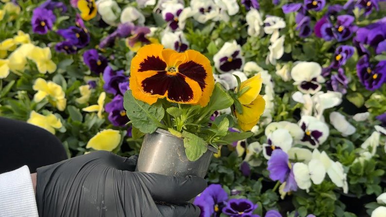 Квітникарка з Волині продає розсаду на ринку та веде ТікТок