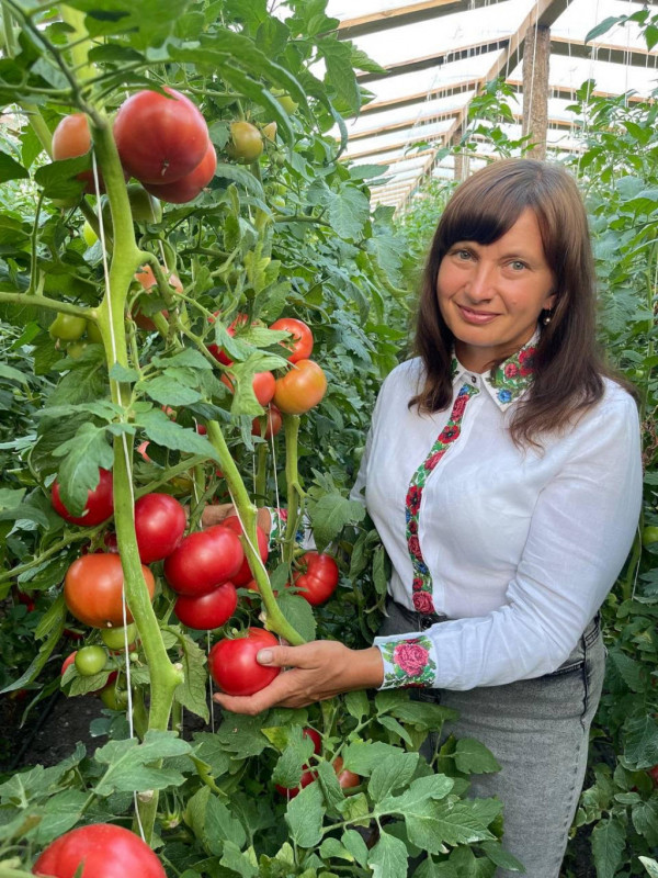Як виростити ідеальні помідори: секрети досвідченої городниці з Камінь-Каширщини