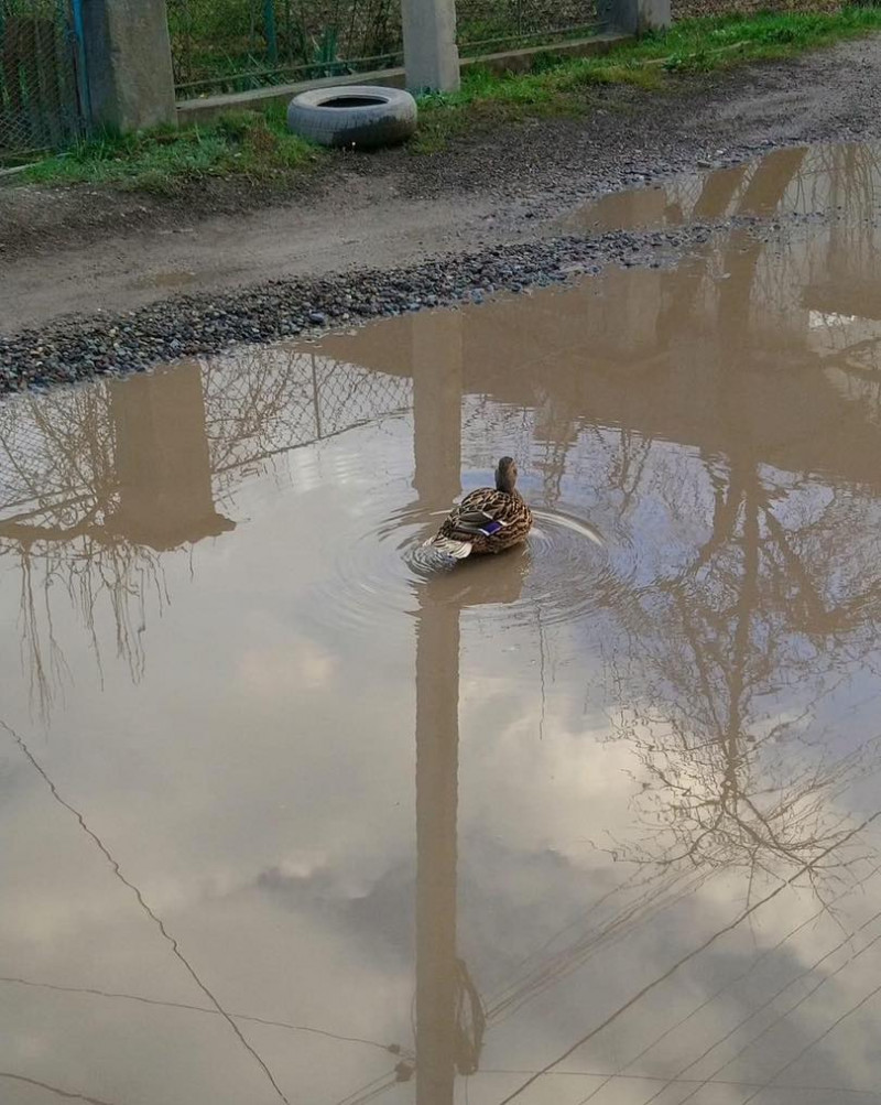 У місті на Львівщині дикі качки оселилися у калюжах на вулицях, які стали озерами. Фото