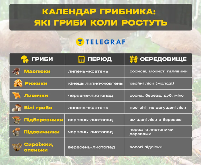 Грибний бум на Волині: де шукати білі, лисички та опеньки