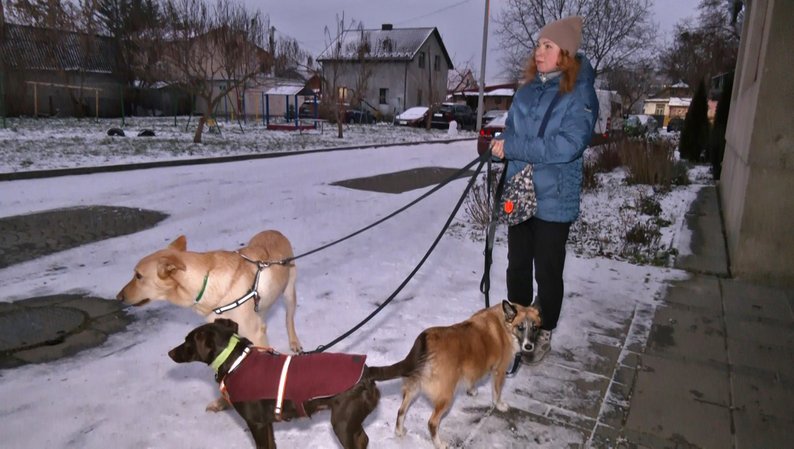 Волонтерка з Волині допомагає прилаштовувати собак з прифронтових територій