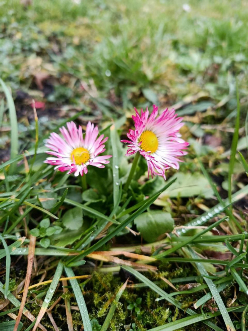 У волинянки на квітнику взимку зацвіли маргаритки