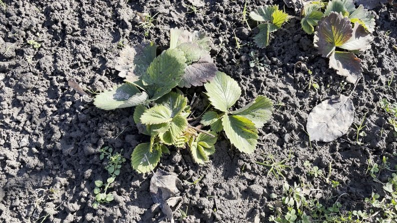 Подружжя з Волині поділилося секретами вирощування міцної розсади