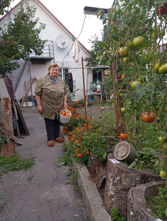 З кожного пеньочка – по відру врожаю: як лучанин отримує величезний врожай помідорів на невеликій ділянці