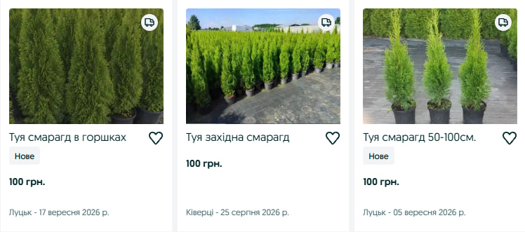 Від 25 до 1500 гривень: скільки коштують туї на Волині
