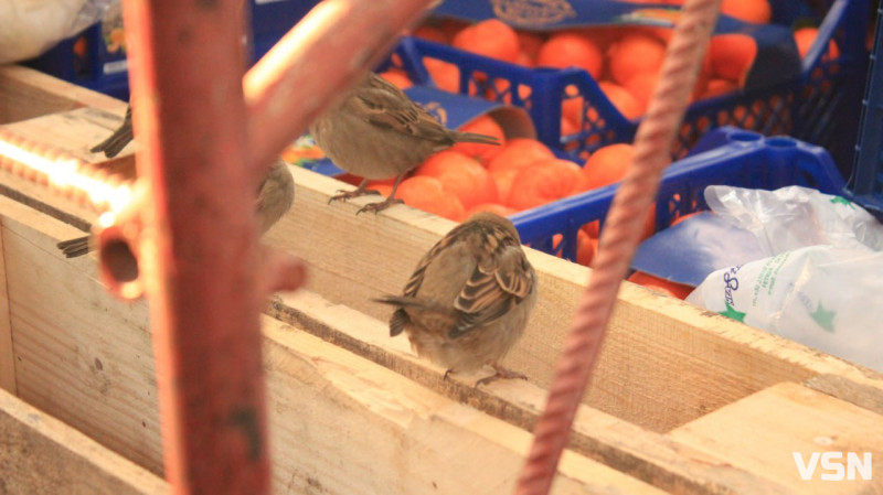 Чим взимку наповнити годівнички для птахів на вулицях Луцька?