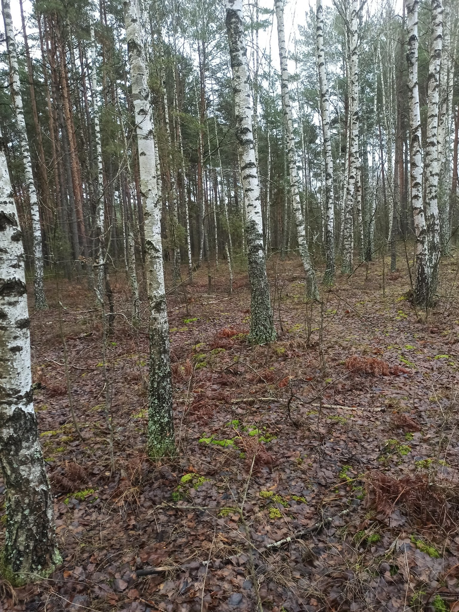На Волині в грудні знайшли лисички: місцева жителька здивувала грибним уловом