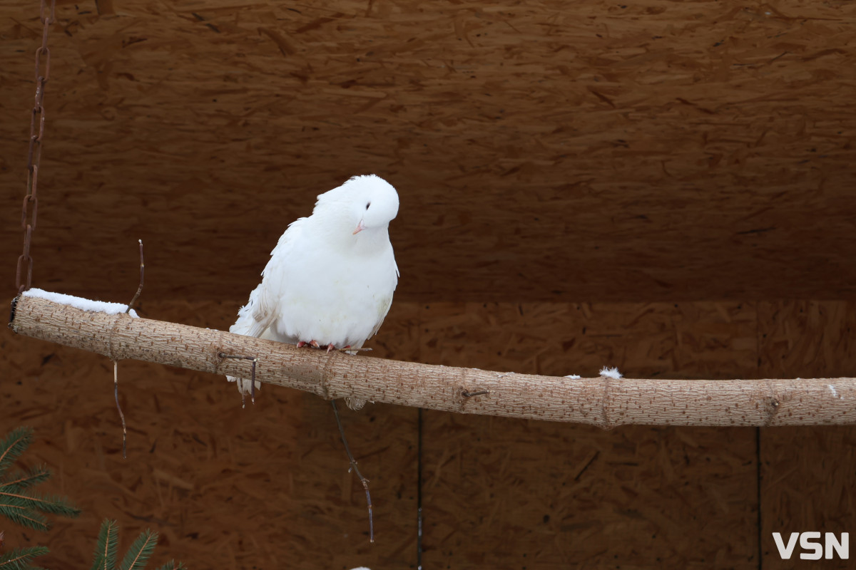 Як живе Луцький зоопарк взимку. Фоторепортаж