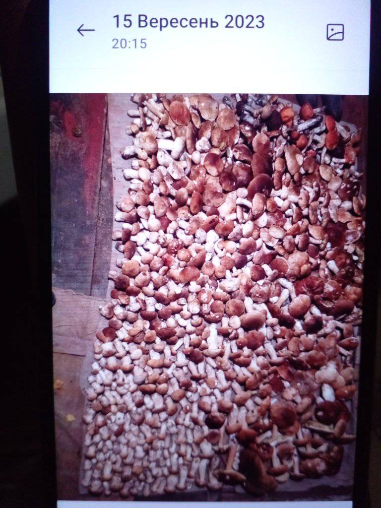 Волинянка розповіла, де назбирала понад 500 білих грибів
