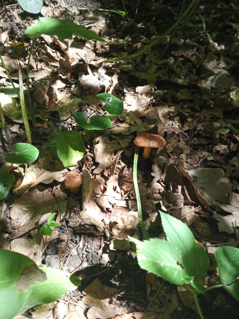 Слимаки випереджають грибників: у лісах Луцького району збирають синяки