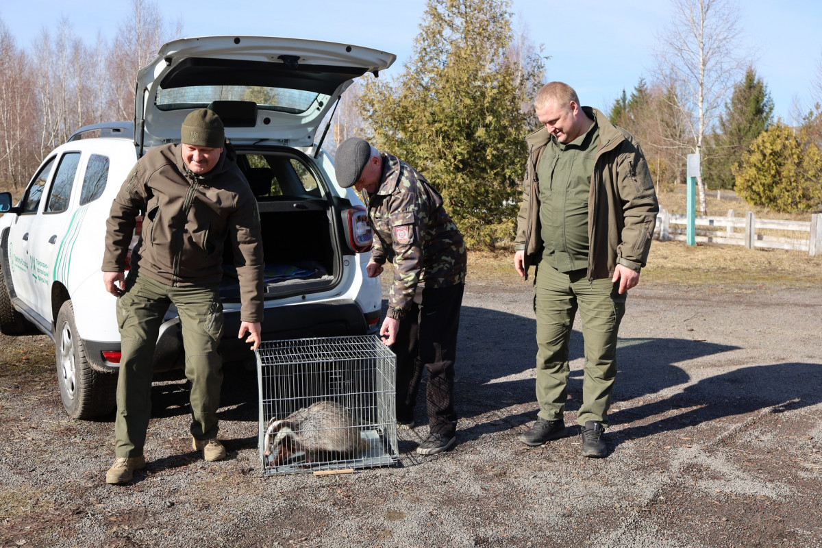 На Волині після зимової перетримки випустили у дику природу борсука