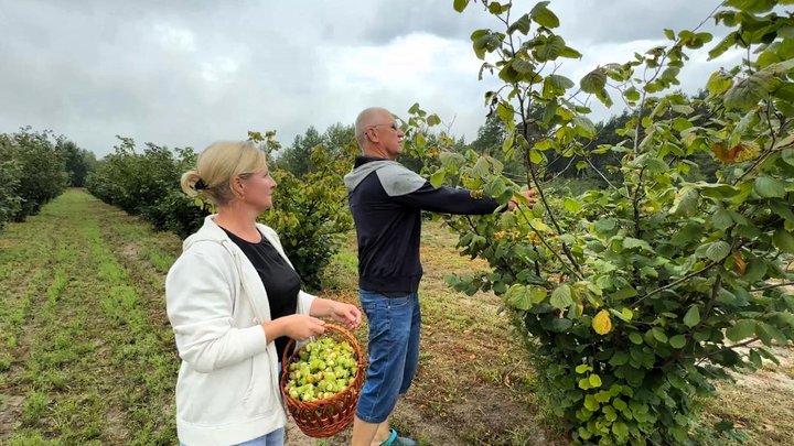 Привіз 40 кущів із Польщі, а тепер має понад 500: як волинянин вирощує фундук