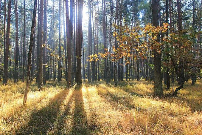 Золота осінь на Волині: де зробити незабутні фото у вересні