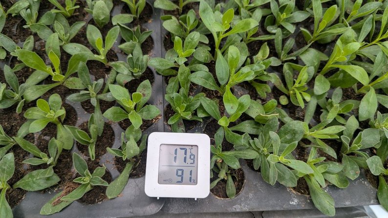 Волинянин вирощує понад 50 сортів квітів у теплицях