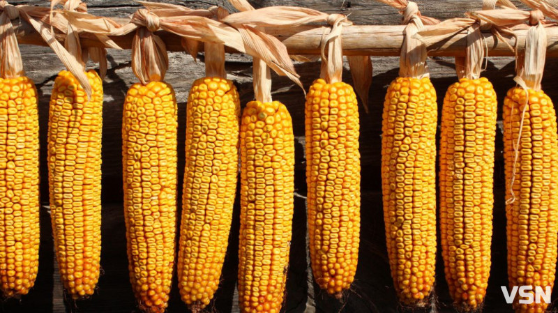 Що сіяти на Волині: найприбутковіші культури 2026 року