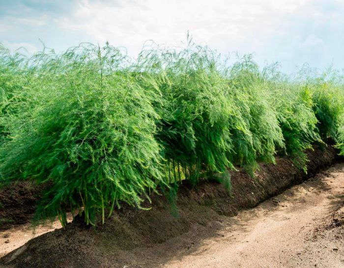 Спаржа, батат і кавуни: які незвичні культури вирощують на Волині