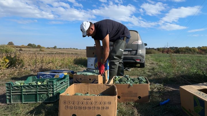 Не пшениця і не соя: фермер з Волині взявся вирощувати броколі