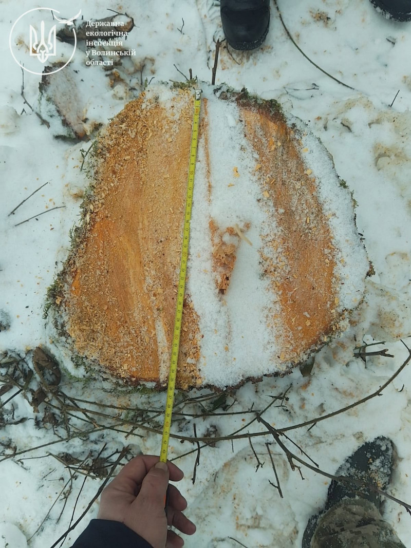 На Волині виявили незаконну вирубку лісу на 1,7 млн грн