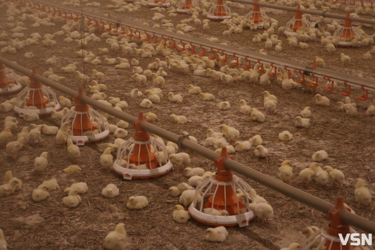 Avesterra Group відкрила на Волині сучасний комплекс із вирощування курчат-бройлерів за 15 мільйонів євро