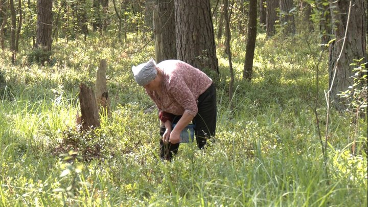 Весняні приморозки вдарили по врожаю: на Волині чорниць менше, ніж торік, а ціни кусаються