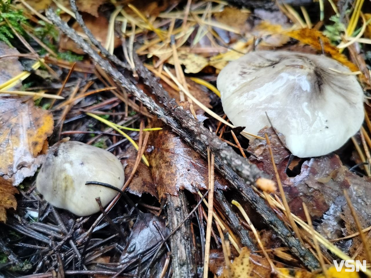 У пошуках зеленого золота: як на Волині збирають зелениці