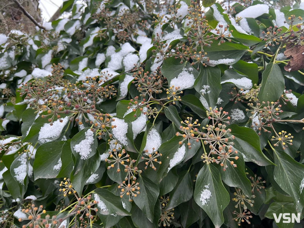 Від перших снігів до лютневих відлиг: якою була зима у Луцьку. Фоторепортаж