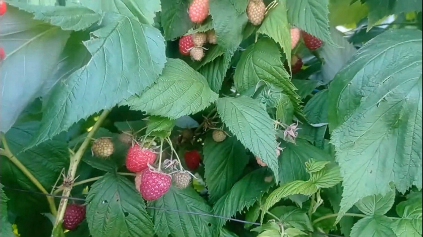 Як прискорити ріст малини за допомогою кавової гущі