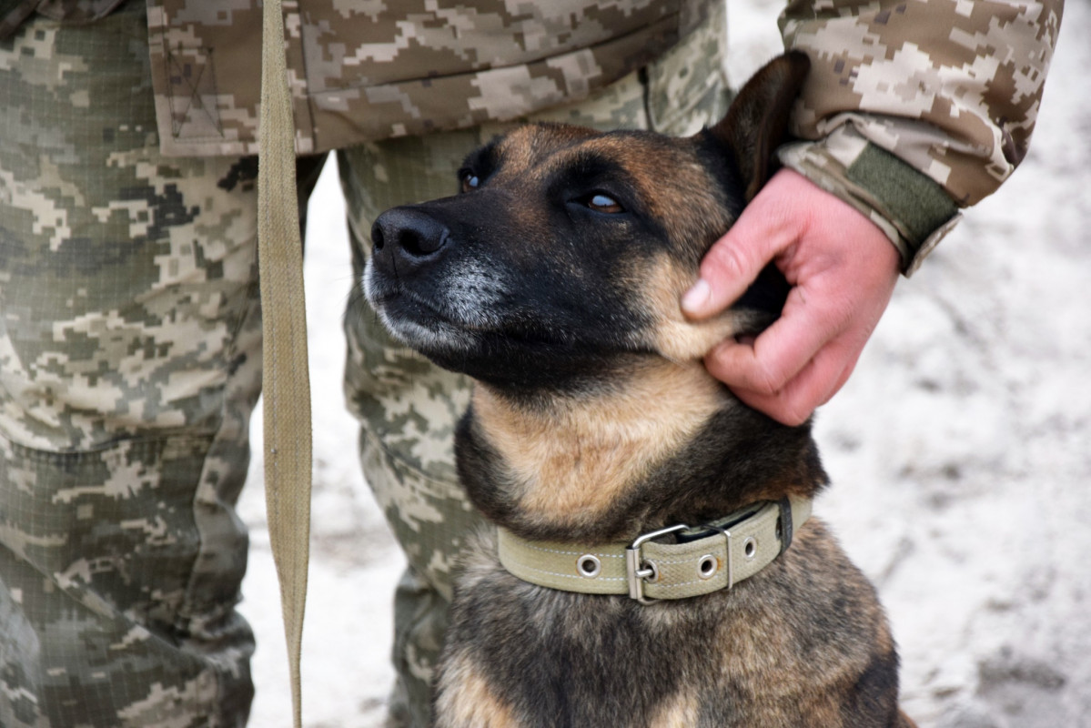 З Італії на Волинь: історія прикордонника, який разом із бельгійською вівчаркою служить на кордоні з Білоруссю