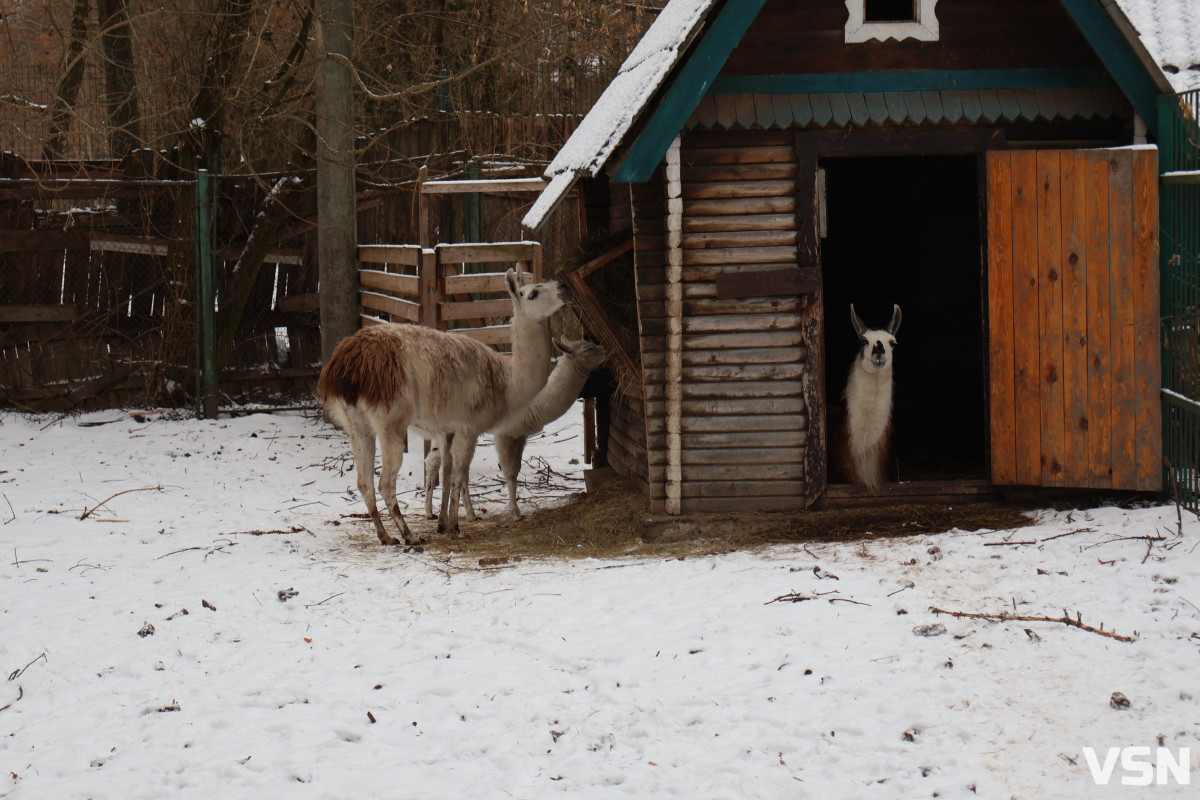 Як живе Луцький зоопарк взимку. Фоторепортаж