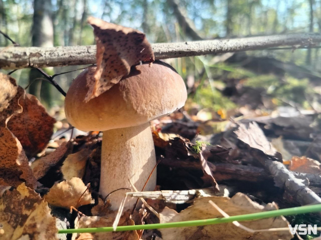 Пішли красноголовці: які гриби збирають у серпні на Волині