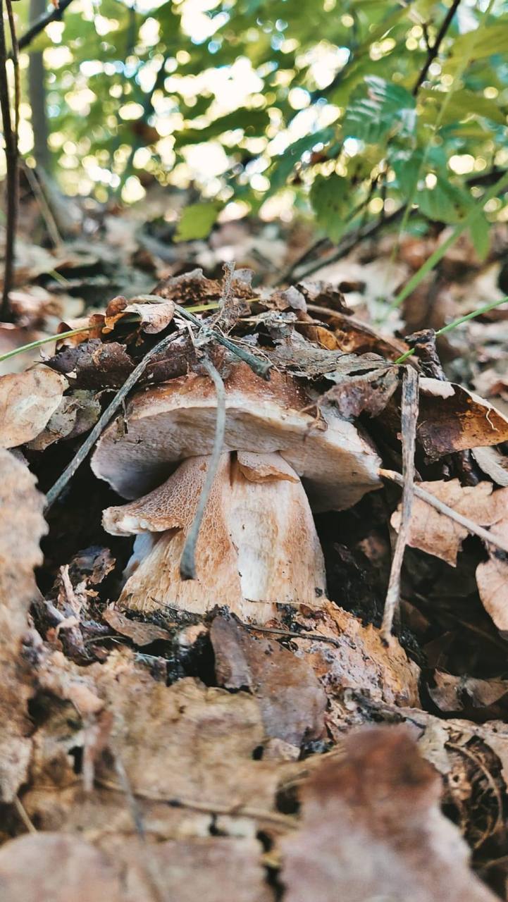 Сезон грибів на Волині - у розпалі: куди вдало сходити на «тихе полювання»