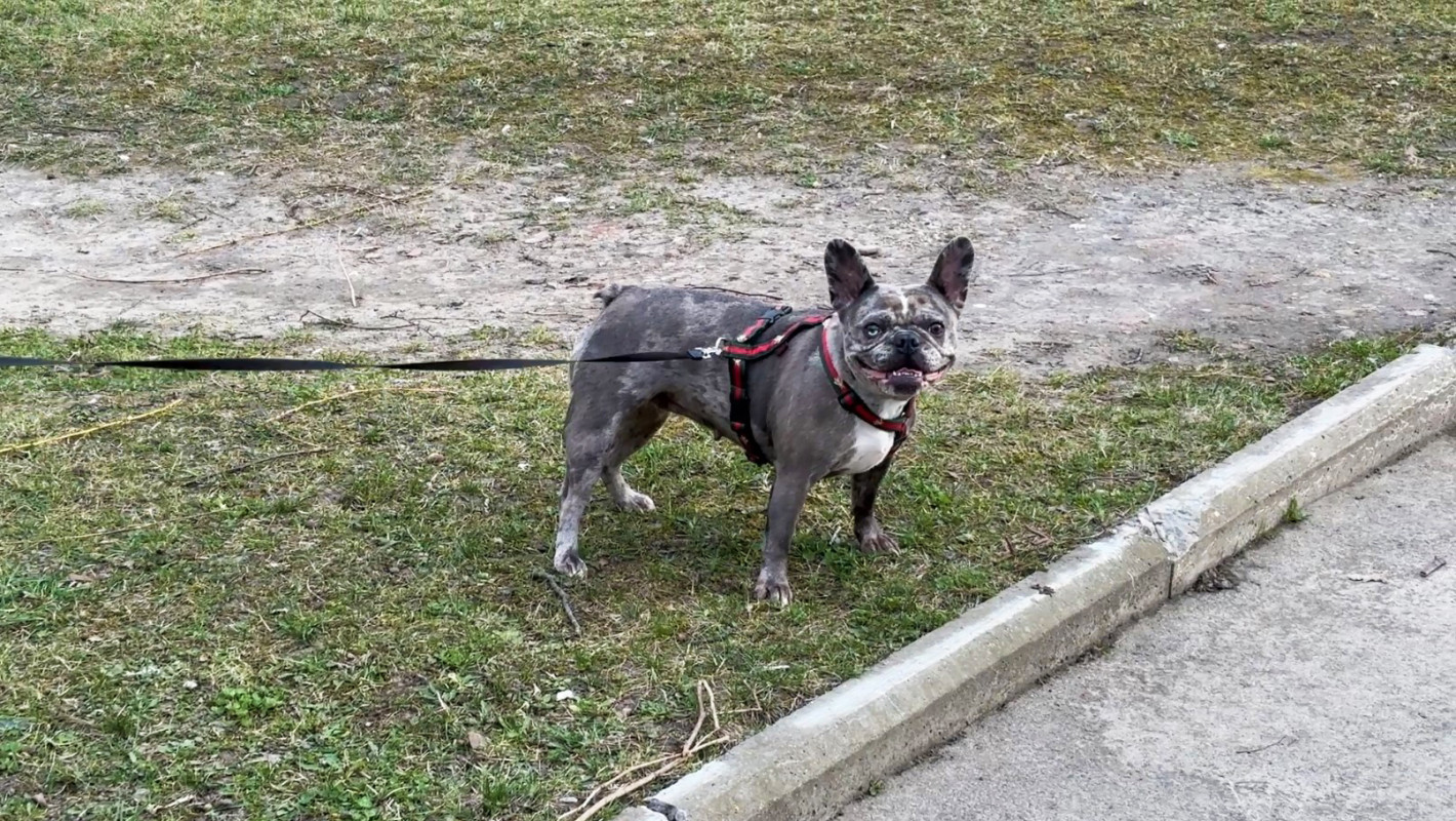 Ветеран із Волині отримав грант і відкрив виробництво кормів для тварин