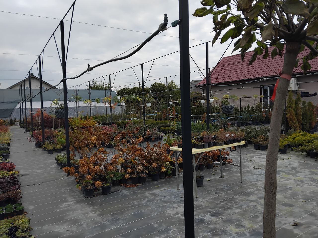 Мрія, що розквітла: родина з Волині вирощує тисячі саджанців для всієї України