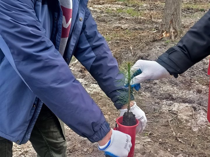 Понад гектар лісу на Волині висадили на честь загиблого воїна-лісівника Богдана Костючика