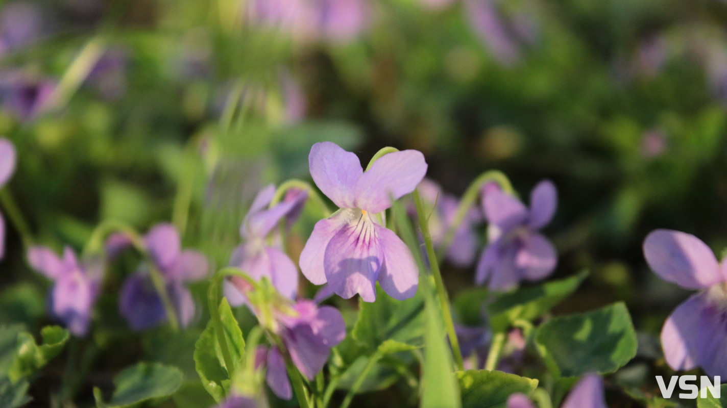Як виглядає парк 900-річчя у Луцьку навесні 2026. Фоторепортаж