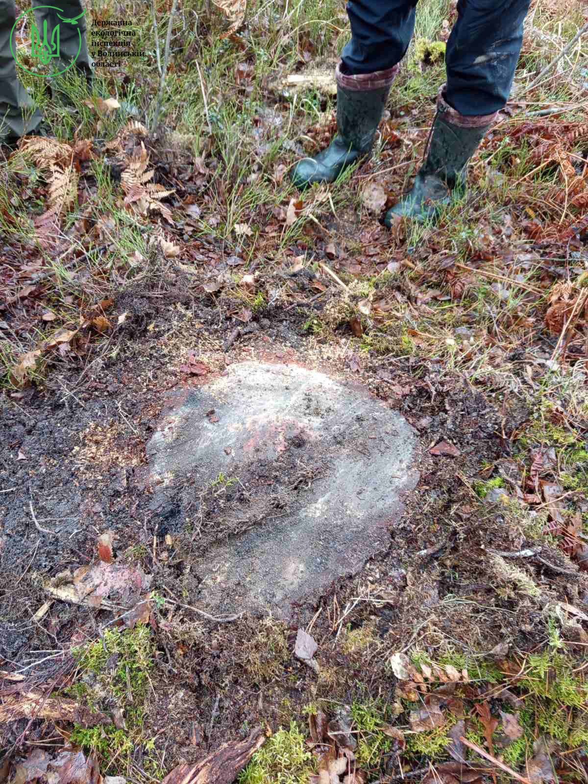 Понад 8 мільйонів гривень збитків: на Волині викрили масштабну незаконну вирубку лісу