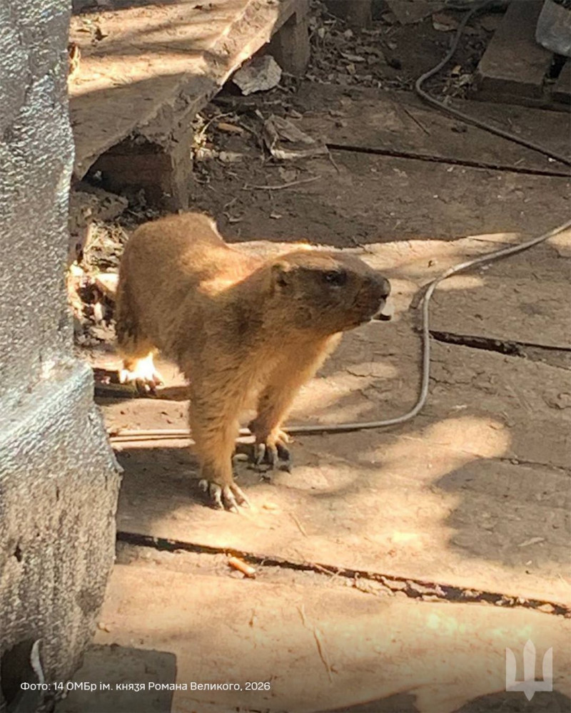 Від штурмів до порятунку тварин: боєць Владислав розповів, як воює Князівська бригада на Куп'янщині