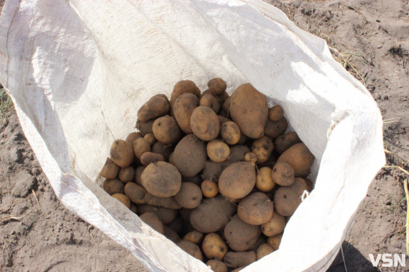 Що сіяти на Волині: найприбутковіші культури 2026 року