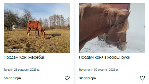 Скільки коштують коні та лошата на Волині?