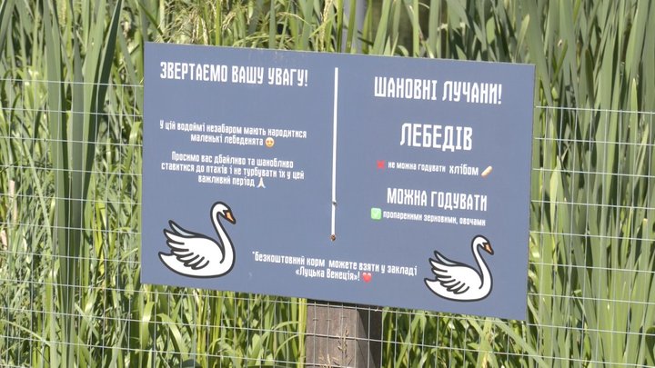 Біля луцької кав’ярні оселилися лебеді з потомством: за птахами доглядають працівники закладу