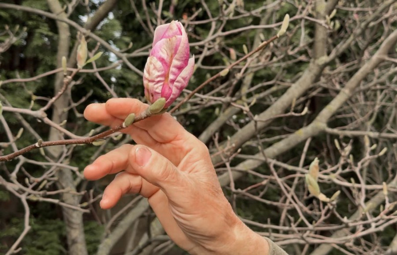 Захоплення переросло у справу життя: господар із Луцького району вирощує сотні магнолій